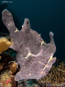 Frogfish. by Bea & Stef Primatesta 